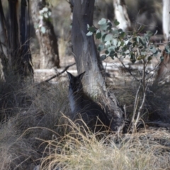 Notamacropus rufogriseus (Red-necked Wallaby) at Amaroo, ACT - 15 Sep 2018 by natureguy