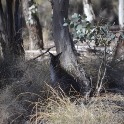 Notamacropus rufogriseus (Red-necked Wallaby) at Mulligans Flat - 15 Sep 2018 by natureguy