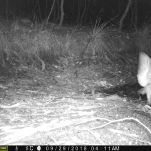 Tyto novaehollandiae at Corunna, NSW - 29 Sep 2018