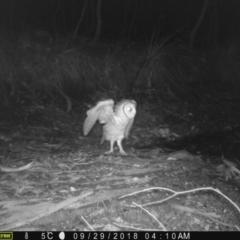 Tyto novaehollandiae at Corunna, NSW - suppressed