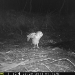 Tyto novaehollandiae at Corunna, NSW - 29 Sep 2018