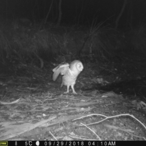 Tyto novaehollandiae at Corunna, NSW - suppressed