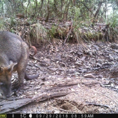 Wallabia bicolor (Swamp Wallaby) at Corunna, NSW - 29 Sep 2018 by LocalFlowers