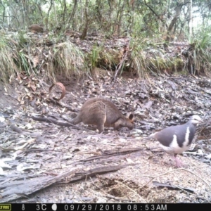 Wallabia bicolor at Corunna, NSW - 29 Sep 2018