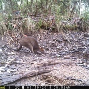 Wallabia bicolor at Corunna, NSW - 29 Sep 2018