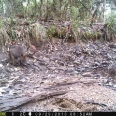 Wallabia bicolor at Corunna, NSW - 29 Sep 2018