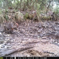 Wallabia bicolor at Corunna, NSW - 29 Sep 2018 08:52 AM