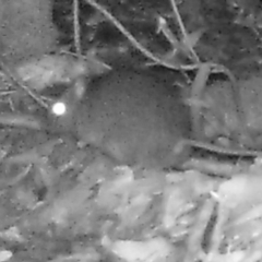Rattus lutreolus (TBC) at Corunna State Forest - 29 Sep 2018 by WildernessPhotographer