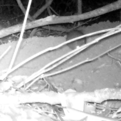 Rattus or Mastacomys sp. (genus) at Corunna, NSW - 30 Sep 2018 09:39 AM