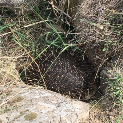 Tachyglossus aculeatus (Short-beaked Echidna) at Cooleman Ridge - 1 Oct 2018 by KL