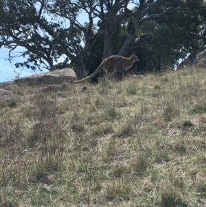 Notamacropus rufogriseus at Cooleman Ridge - 1 Oct 2018