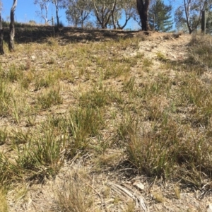 Dianella revoluta var. revoluta at Yarralumla, ACT - 5 Oct 2018