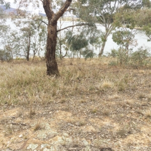 Dianella revoluta var. revoluta at Yarralumla, ACT - 5 Oct 2018