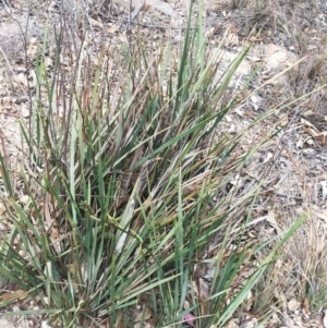 Dianella revoluta var. revoluta at Yarralumla, ACT - 5 Oct 2018