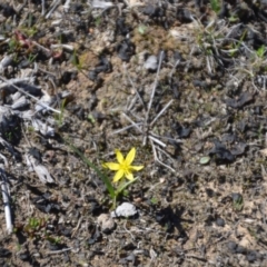 Pauridia sp. (Star Grass) at Mulligans Flat - 15 Sep 2018 by natureguy