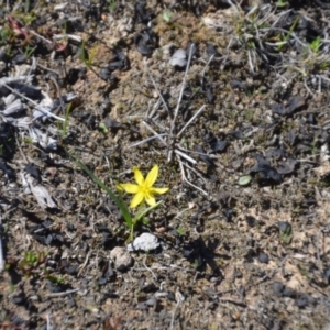 Pauridia sp. at Amaroo, ACT - 15 Sep 2018