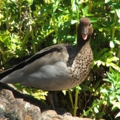 Chenonetta jubata at Acton, ACT - 20 Oct 2007