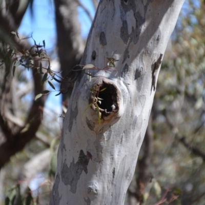 Aegotheles cristatus (Australian Owlet-nightjar) at Mulligans Flat - 15 Sep 2018 by natureguy