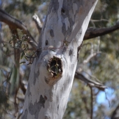 Aegotheles cristatus at Amaroo, ACT - 15 Sep 2018