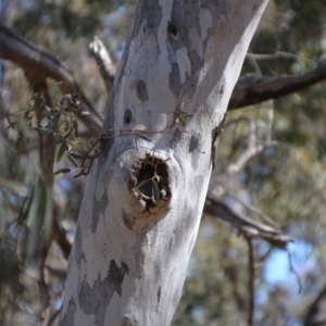 Aegotheles cristatus at Amaroo, ACT - 15 Sep 2018 05:45 PM