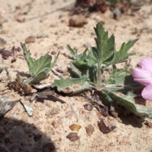 Convolvulus angustissimus subsp. angustissimus at Molonglo River Reserve - 1 Oct 2018 11:50 AM