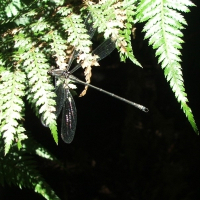 Austroargiolestes icteromelas (Common Flatwing) at Acton, ACT - 21 Jan 2006 by Alison Milton