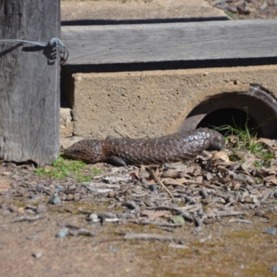 Tiliqua rugosa (Shingleback Lizard) at Mulligans Flat - 15 Sep 2018 by natureguy