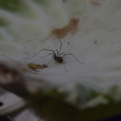 Opiliones (order) (Unidentified harvestman) at Wamboin, NSW - 20 Sep 2018 by natureguy