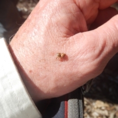 Opisthoncus sp. (genus) at Ainslie, ACT - 30 Sep 2018 03:14 PM