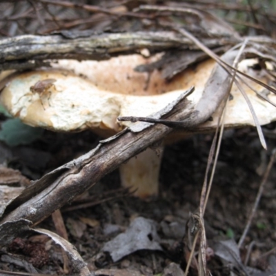 Lactarius deliciosus (Saffron Milkcap) at Wamboin, NSW - 27 Mar 2012 by natureguy