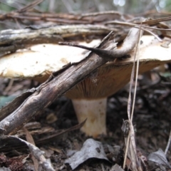 Lactarius deliciosus at Wamboin, NSW - 27 Mar 2012