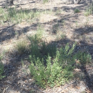 Daviesia mimosoides at Yarralumla, ACT - 30 Sep 2018