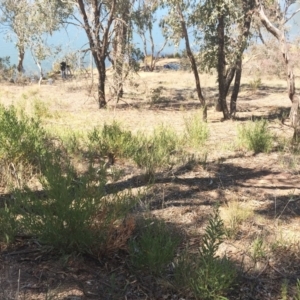 Daviesia mimosoides at Yarralumla, ACT - 30 Sep 2018