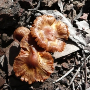 zz agaric (stem; gills white/cream) at Wamboin, NSW - 24 Jul 2010 01:18 PM