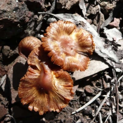 zz agaric (stem; gills white/cream) at QPRC LGA - 24 Jul 2010 by natureguy