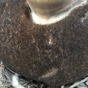 Phlebopus marginatus at Majura, ACT - 1 Oct 2018 06:07 PM