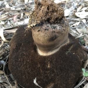 Phlebopus marginatus at Majura, ACT - 1 Oct 2018 06:07 PM