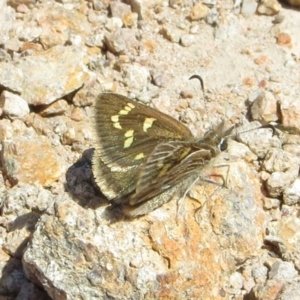 Herimosa albovenata at Theodore, ACT - suppressed