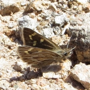 Herimosa albovenata at Theodore, ACT - 1 Oct 2018