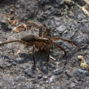 Miturga sp. (genus) at Tidbinbilla Nature Reserve - 1 Oct 2018 09:33 AM