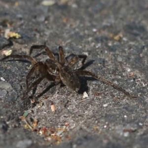 Miturga sp. (genus) at Tidbinbilla Nature Reserve - 1 Oct 2018 09:33 AM