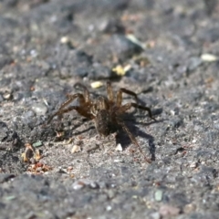 Miturga sp. (genus) at Tidbinbilla Nature Reserve - 1 Oct 2018 09:33 AM