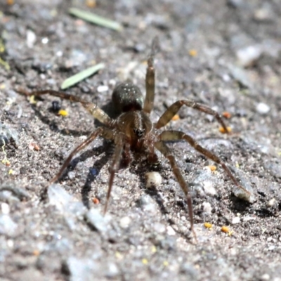 Miturga sp. (genus) (Unidentified False wolf spider) at Paddys River, ACT - 23 Sep 2018 by JudithRoach