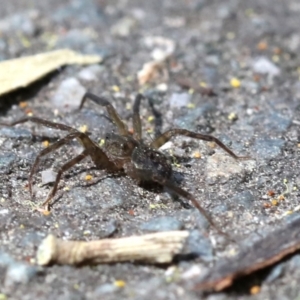 Miturga sp. (genus) at Tidbinbilla Nature Reserve - 23 Sep 2018