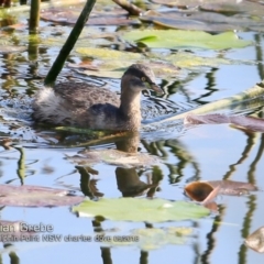 Tachybaptus novaehollandiae (Australasian Grebe) at Burrill Lake, NSW - 24 Sep 2018 by CharlesDove