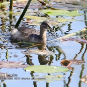 Tachybaptus novaehollandiae at Burrill Lake, NSW - 24 Sep 2018