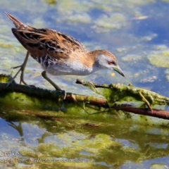 Zapornia pusilla (Baillon's Crake) at Wairo Beach and Dolphin Point - 26 Sep 2018 by CharlesDove