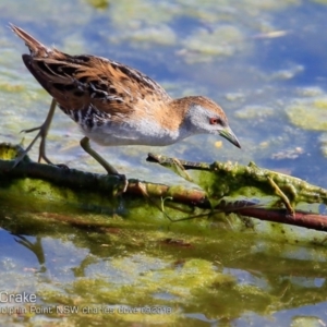 Zapornia pusilla at Burrill Lake, NSW - 26 Sep 2018 12:00 AM