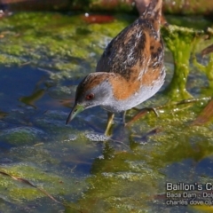 Zapornia pusilla at Burrill Lake, NSW - 26 Sep 2018