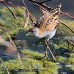 Zapornia pusilla at Burrill Lake, NSW - 26 Sep 2018